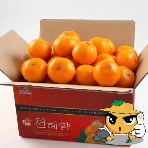 제주직송 돌밭천혜향5Kg(벌크) 맛좋은과일 선물세트